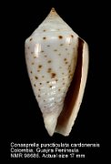 Conasprella puncticulata cardonensis